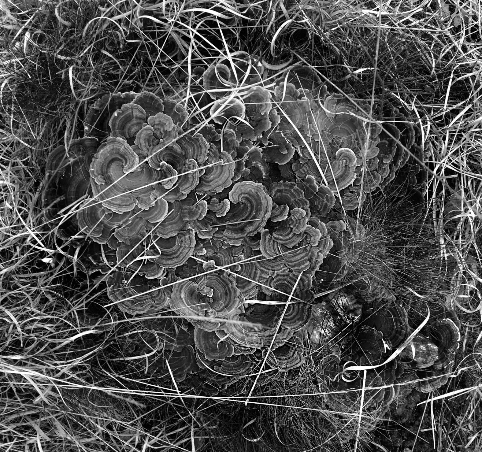 Still-Life Photograph di Stuart Möller - Nuvola di terra  - Edizione limitata firmata