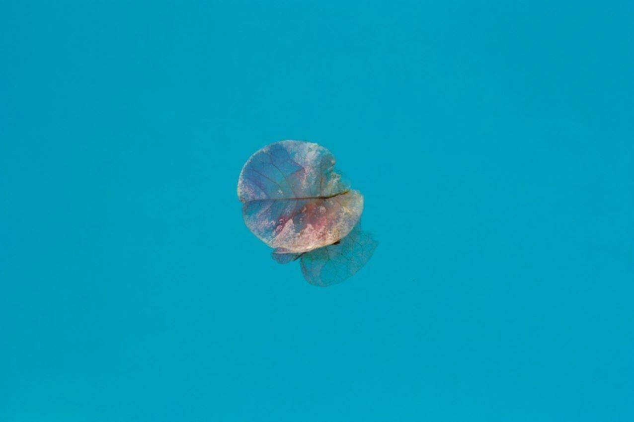 Istan Petal

A Bougenvillia petal floats on the surface of a swimming pool.

by Stuart Möller

Born in Kabul, part German and Anglo-Indian and having grown up all over the world,
Stuart Möller is a fine art photographer whose images are often