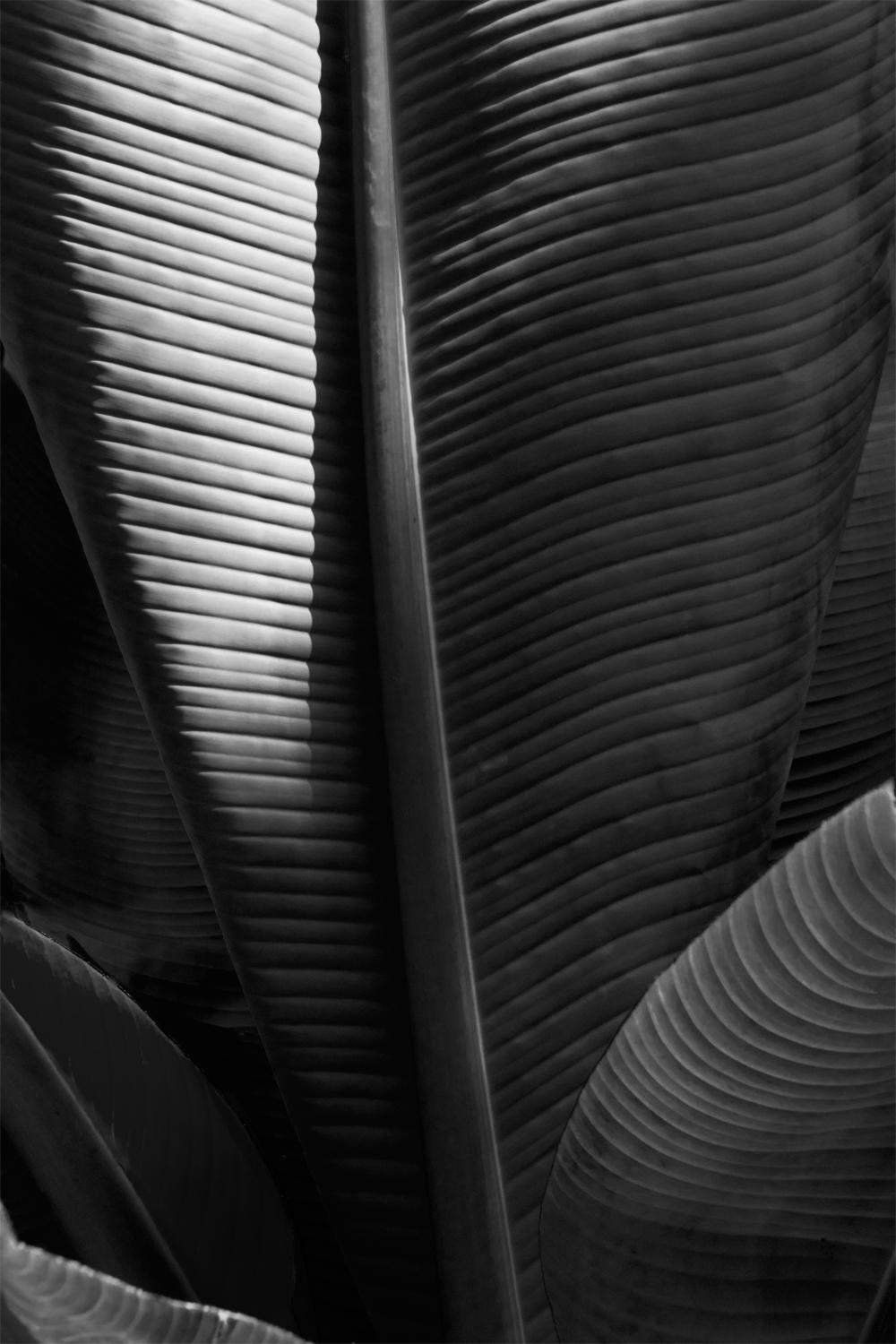 Stuart Möller Black and White Photograph - 'Leaf II' Hand Signed Limited Edition