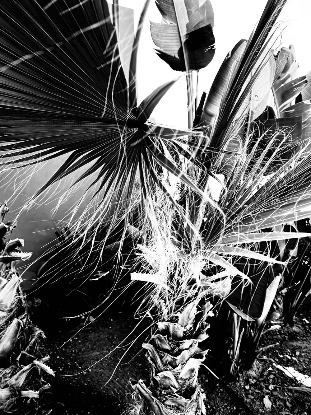 Stuart Möller Black and White Photograph – Organica signed limited  Überformatiger Druck
