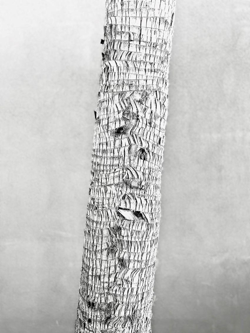 Palm Bark

2022

Palm Bark

by Stuart Möller

Born in Kabul, part German and Anglo-Indian and having grown up all over the world,
Stuart Möller is a fine art photographer whose images are often characterised by a meditative contemplative