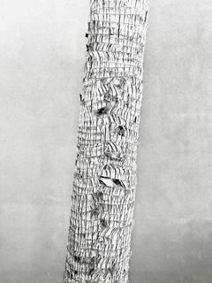   Palm Bark 2022 by Stuart Möller