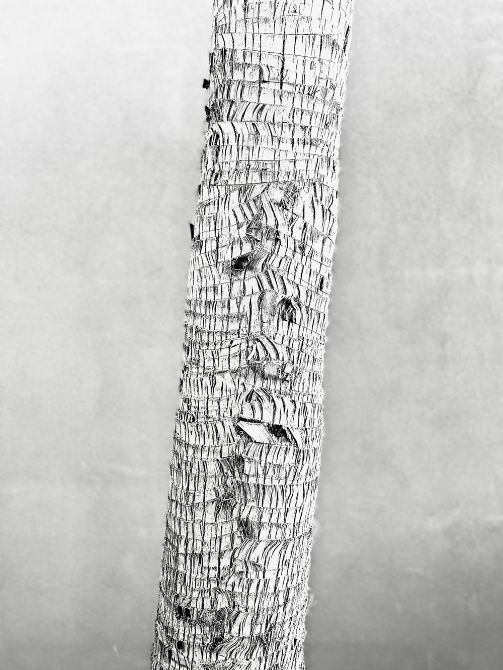 Palm Bark  signed limited  Oversize Print  