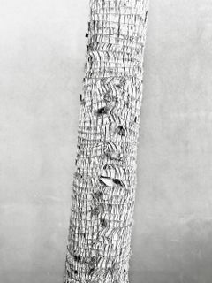 Écorce de palmier  signé limité  Impression surdimensionnée  