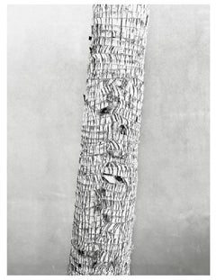 Corteza de palmera" Stuart Möller Edición Limitada Firmada Impresión en pigmento de archivo