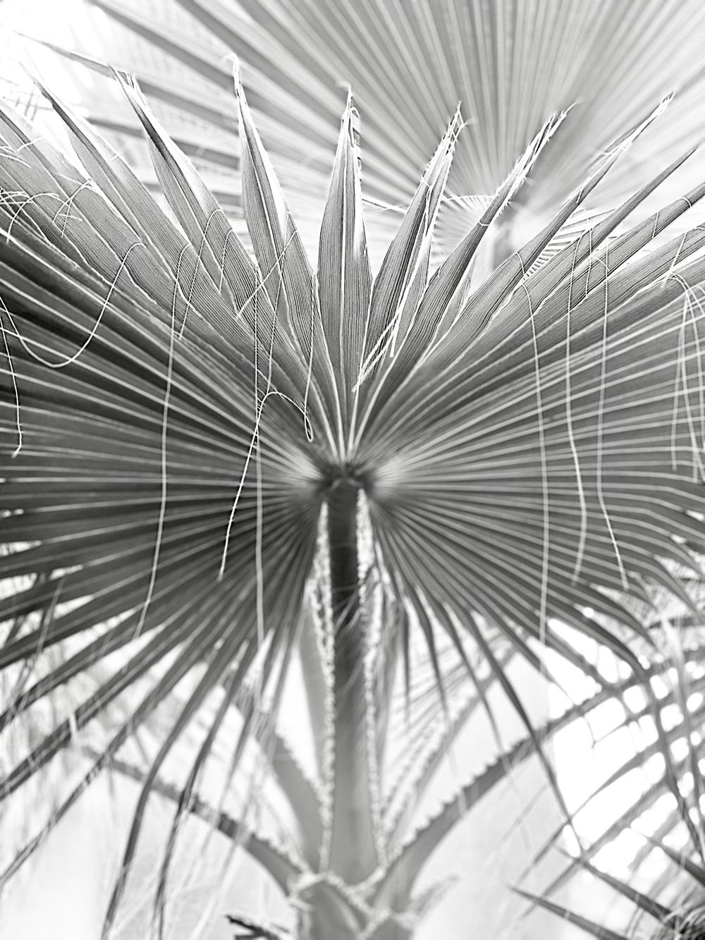 Stuart Möller Black and White Photograph – Palmenfächer I  signiert begrenzt  Überformatiger Druck  