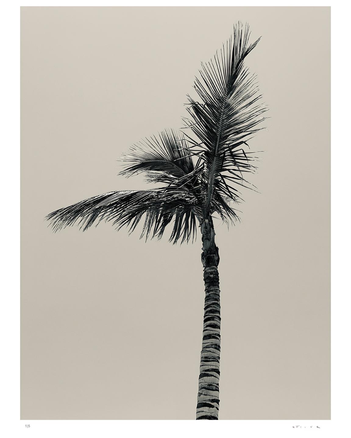 Palm I - stampa firmata in edizione limitata Oversize - Photograph di Stuart Möller