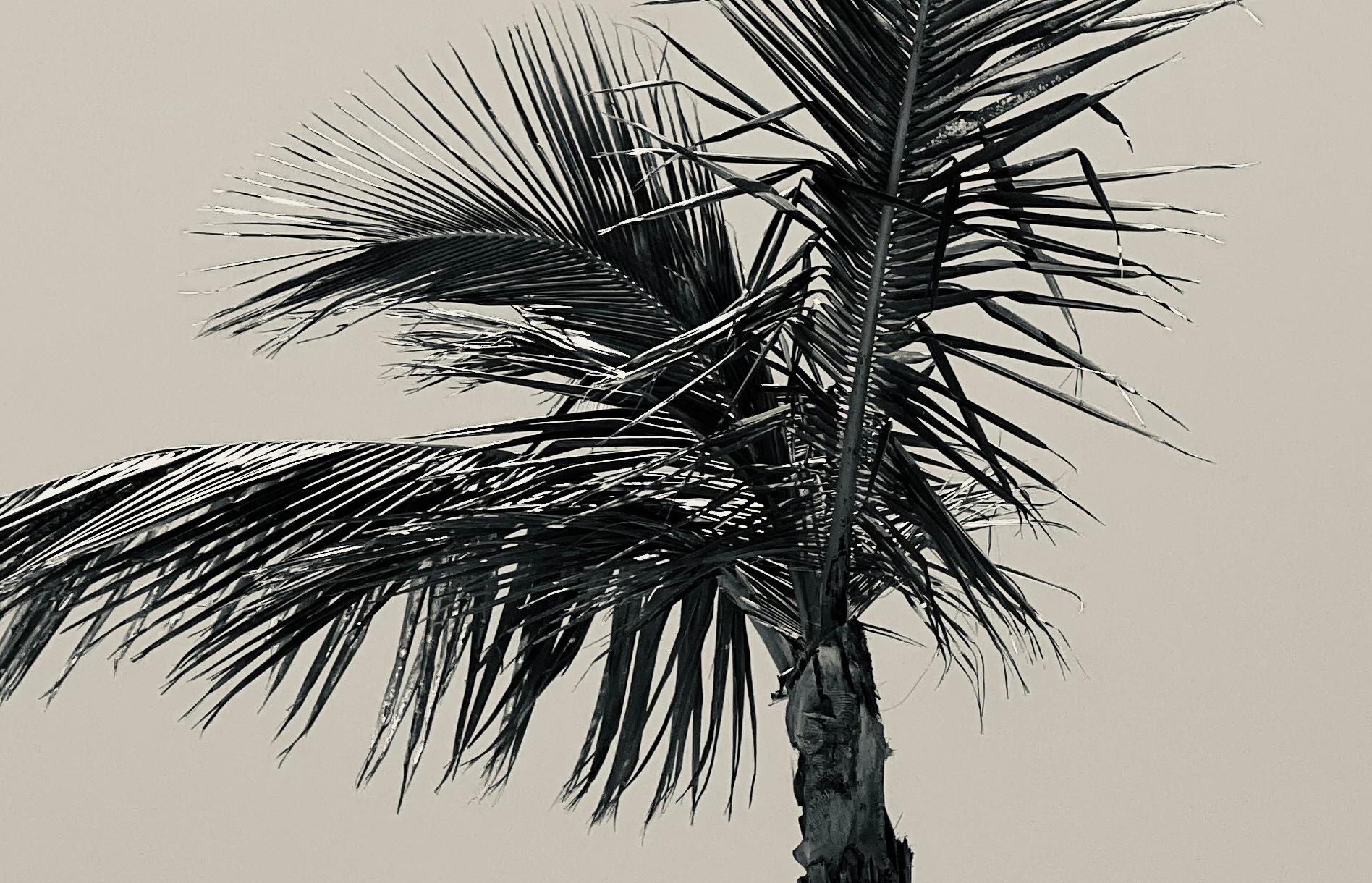 Palm I - stampa firmata in edizione limitata Oversize - Photograph Minimalismo di Stuart Möller