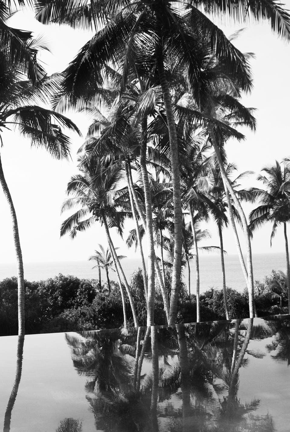 Palme Riflesse Oversize Firmato Edizione Limitata - Photograph di Stuart Möller