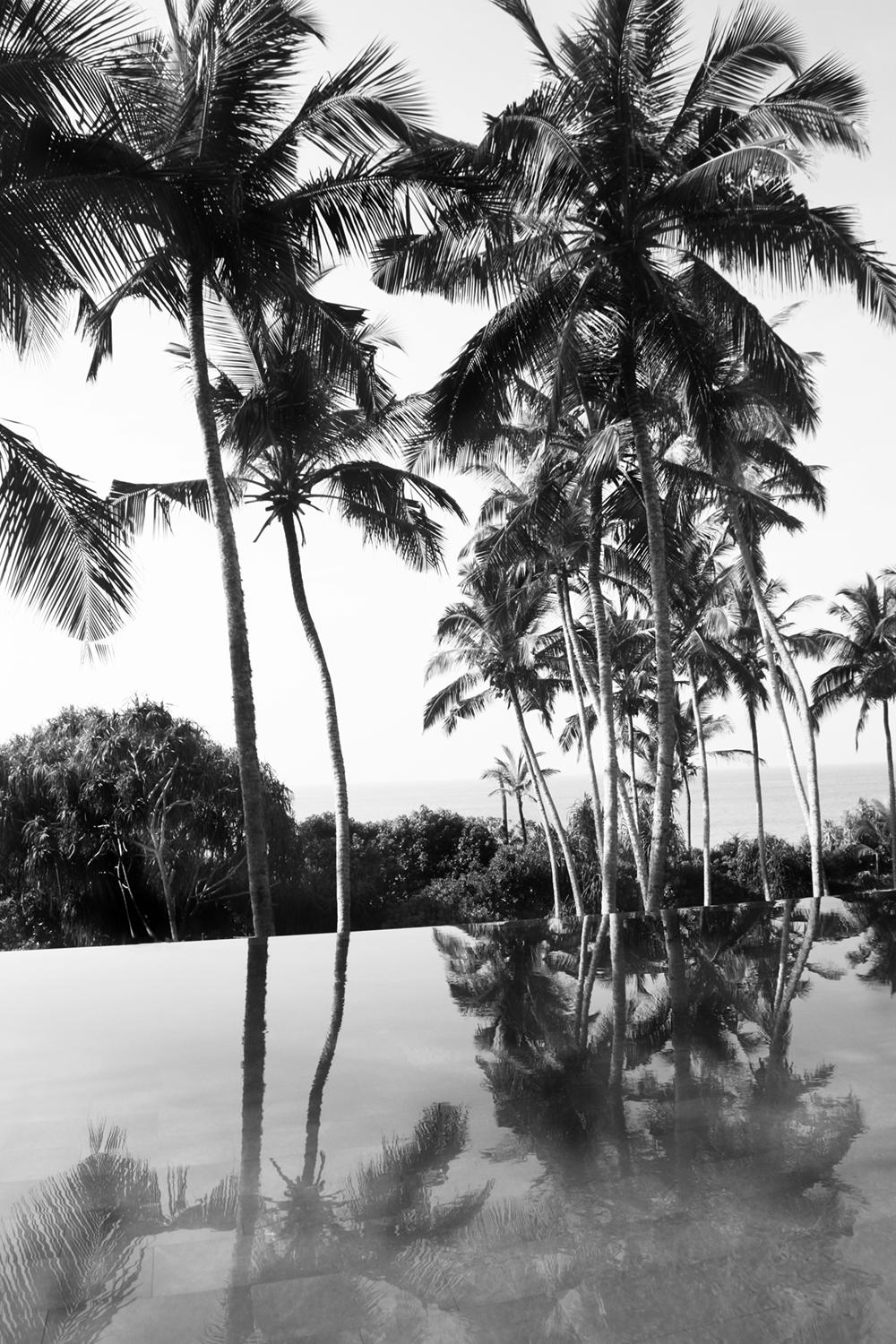 Black and White Photograph de Stuart Möller - Palmeras Reflejadas Oversize Firmado Edición Limitada