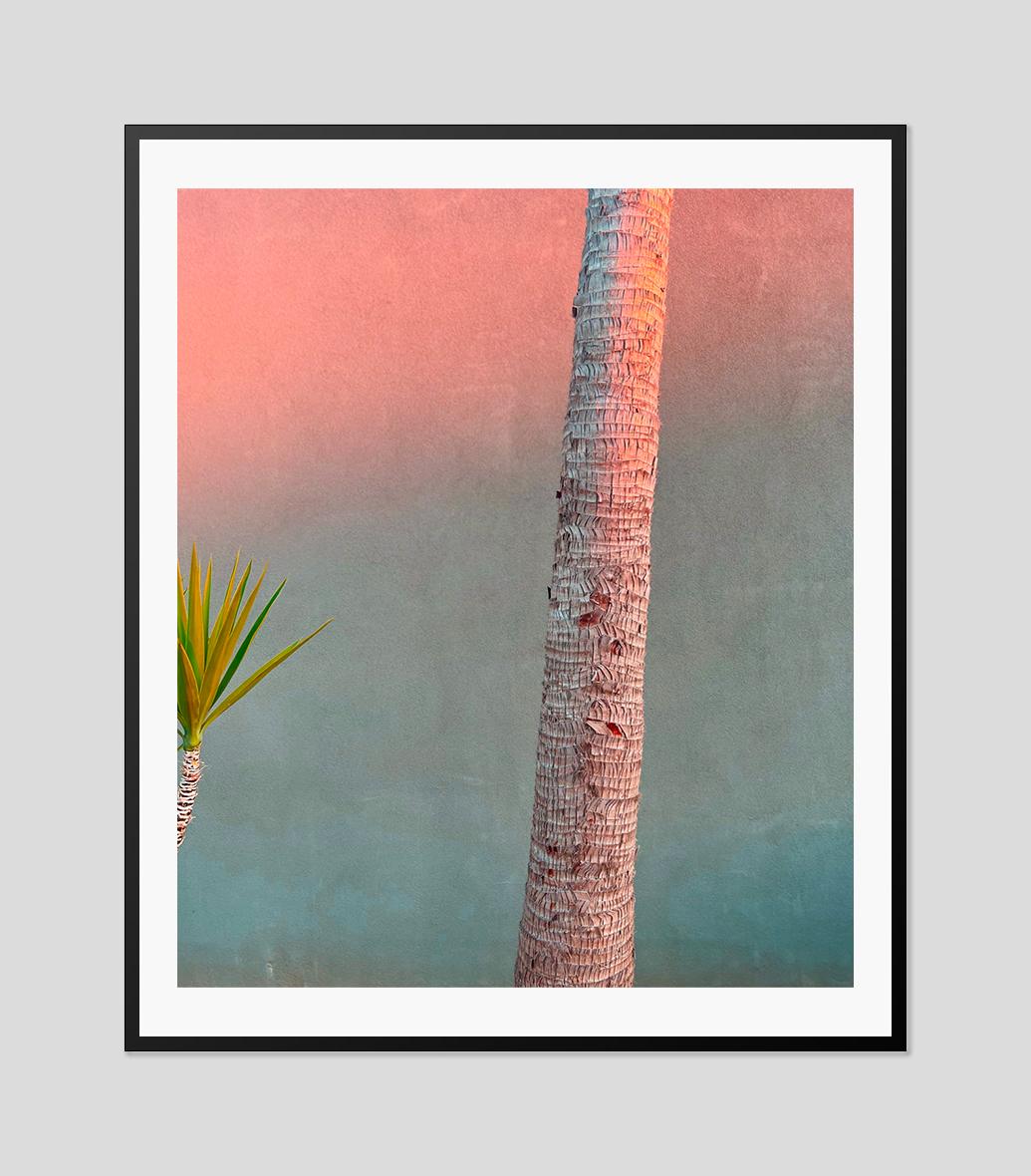 Pink Evening Yucca and Palm 2022 by Stuart Möller For Sale 1