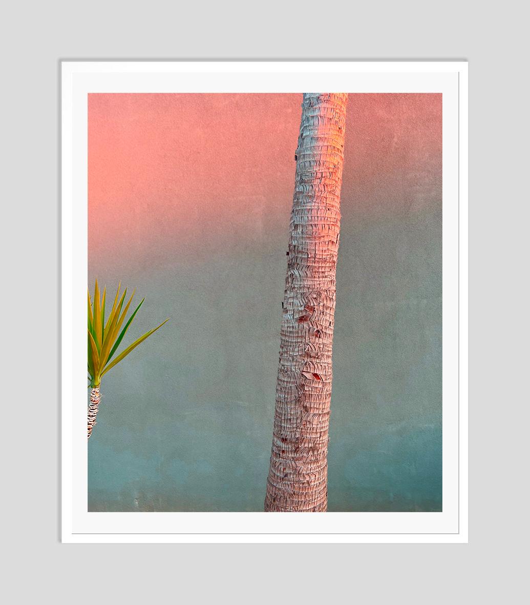 Pink Evening Yucca and Palm 2022 by Stuart Möller For Sale 2