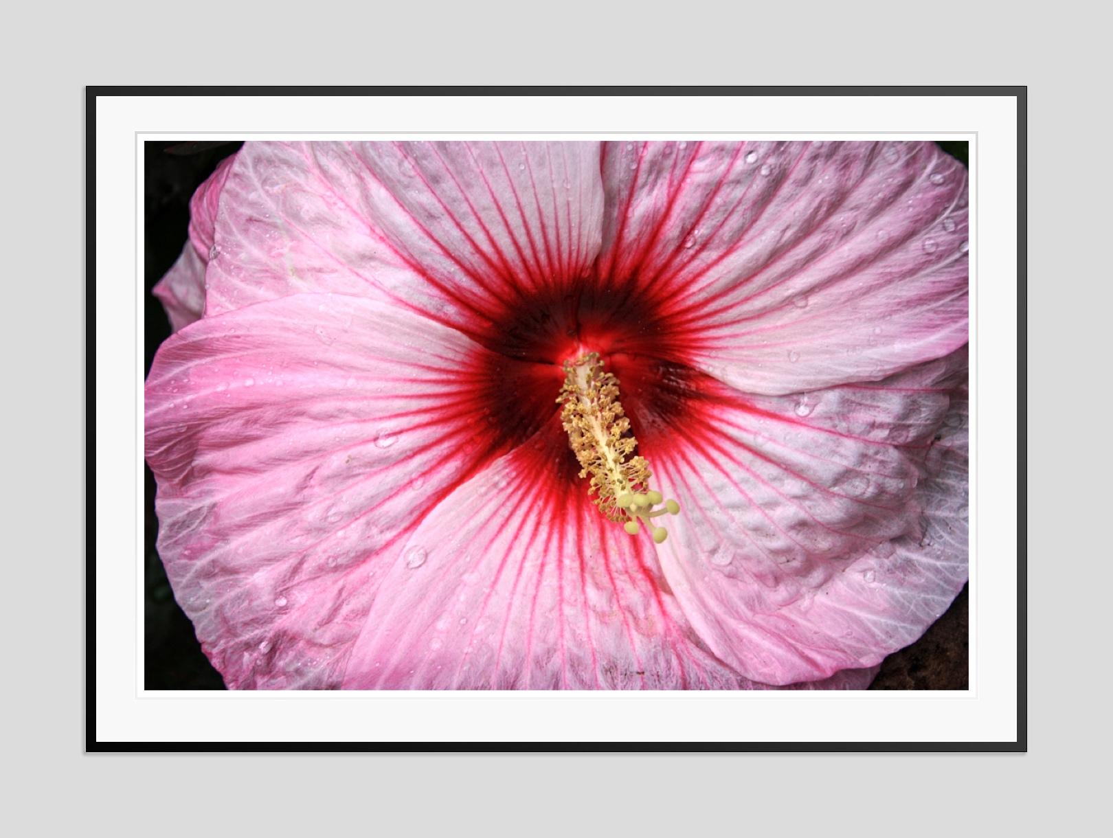 Sex Blume -  Überformatiger signierter Druck in limitierter Auflage – Photograph von Stuart Möller