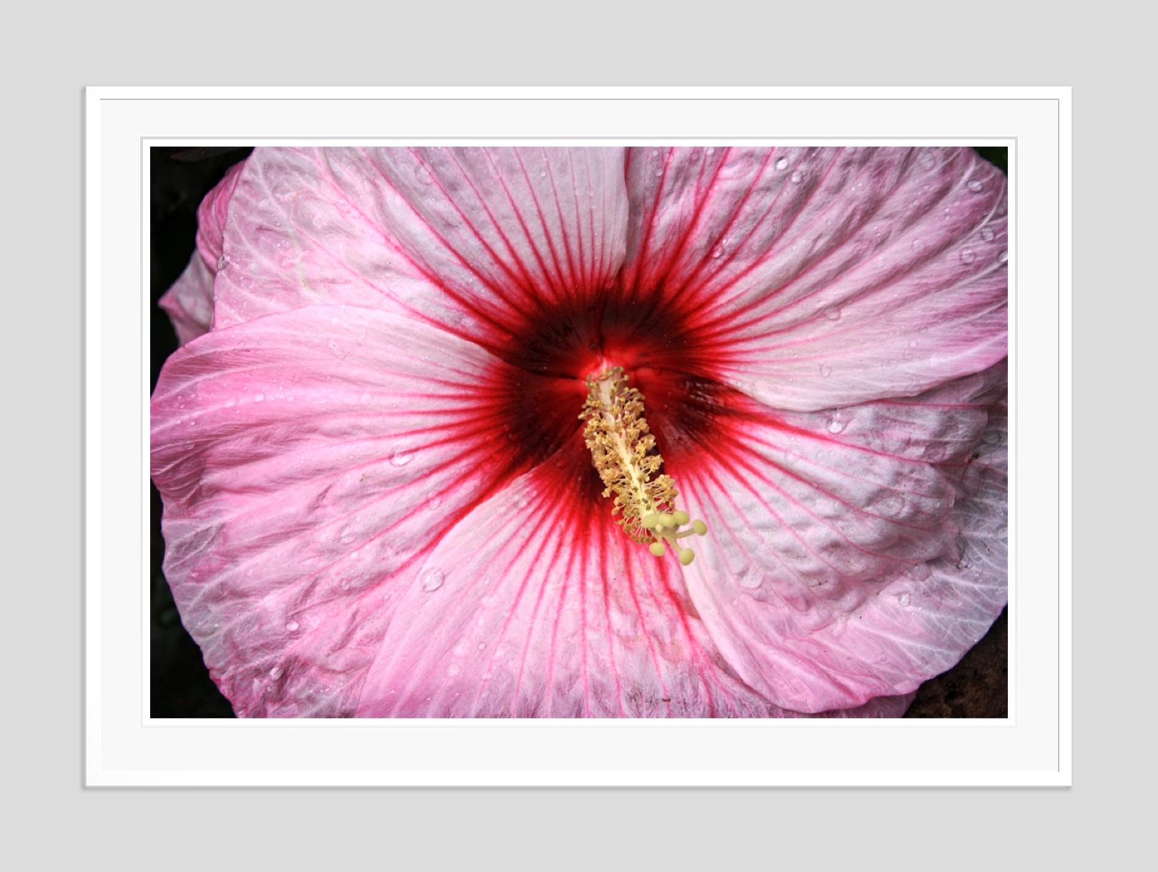 Sex Flower -  Oversize Signed Limited Edition Print  - Modern Photograph by Stuart Möller