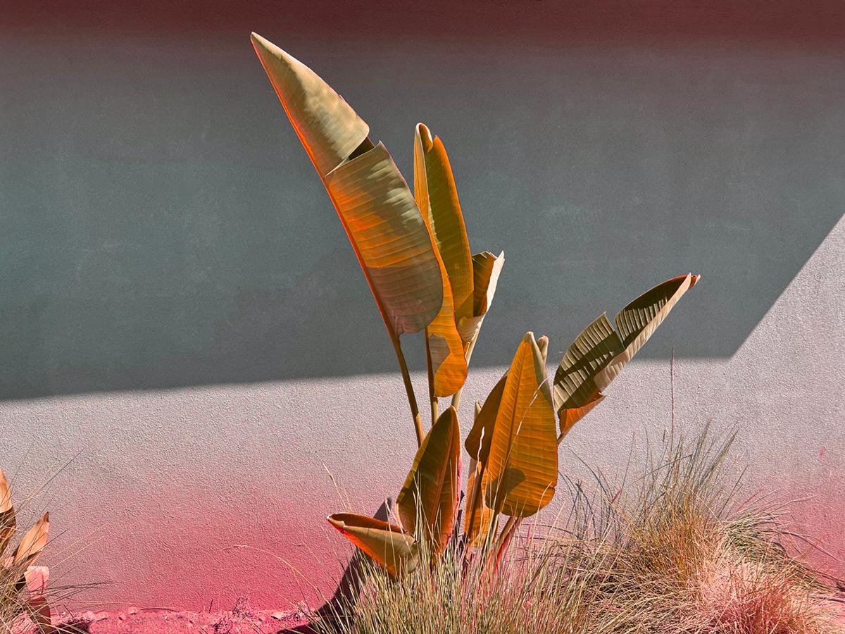 Stuart Möller Still-Life Photograph – Stay Gold Signiert Limitierte Auflage