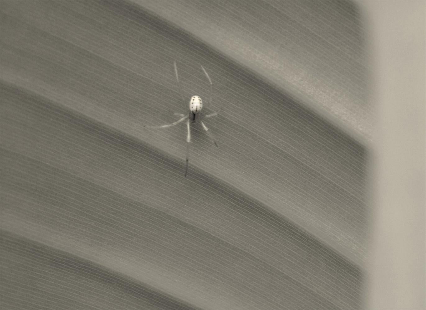 Natura morta - Edizione limitata firmata oversize - Photograph di Stuart Möller