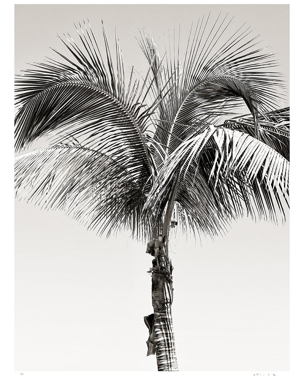 Sun Palm I - stampa firmata in edizione limitata Oversize - Photograph di Stuart Möller