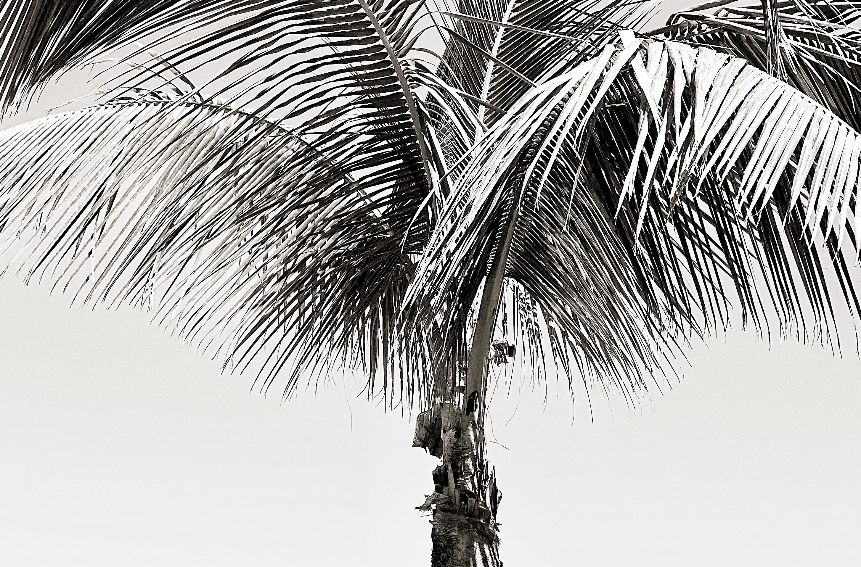 Sun Palm I - stampa firmata in edizione limitata Oversize - Landscape Photograph Grigio di Stuart Möller