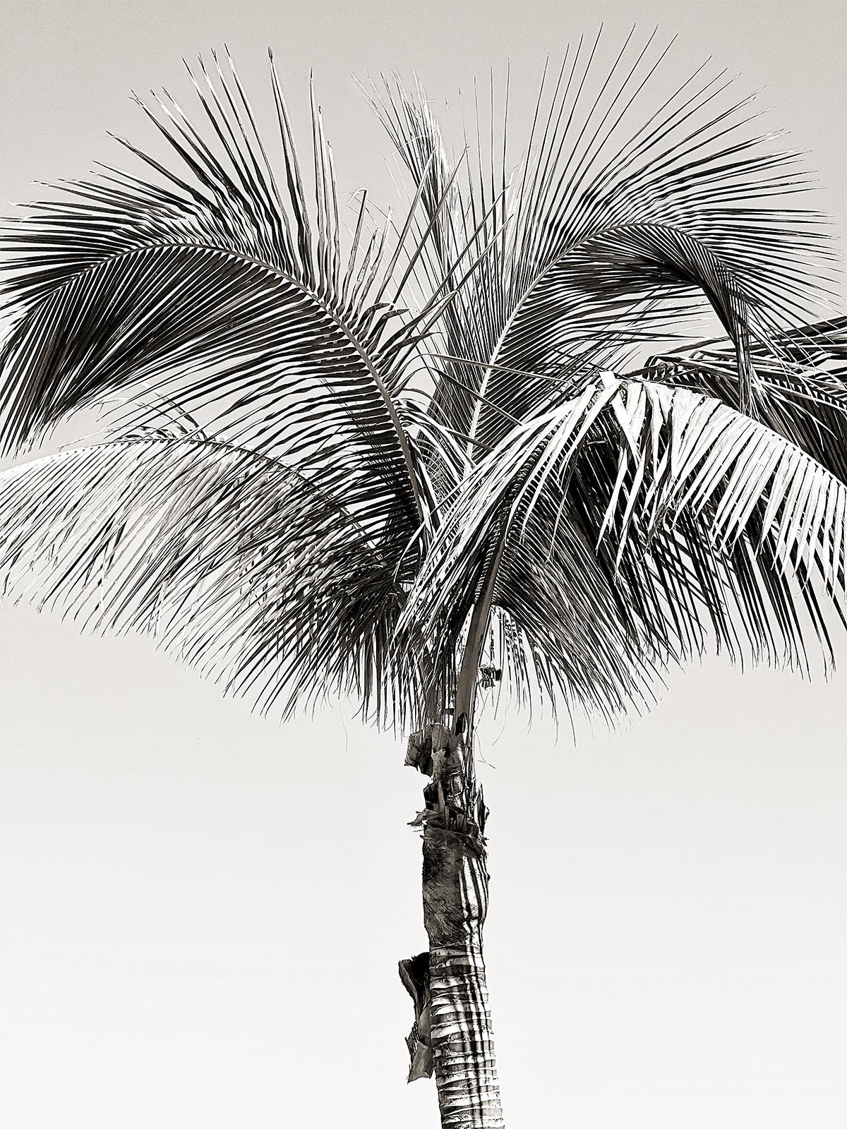 Palmera del sol I - impresión firmada de edición limitada Oversize
