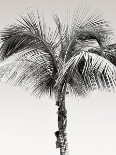 Palmera del sol I - impresión firmada de edición limitada Oversize