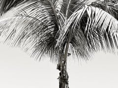 Palmera solar II - edición limitada firmada Impresión gigante de gran tamaño