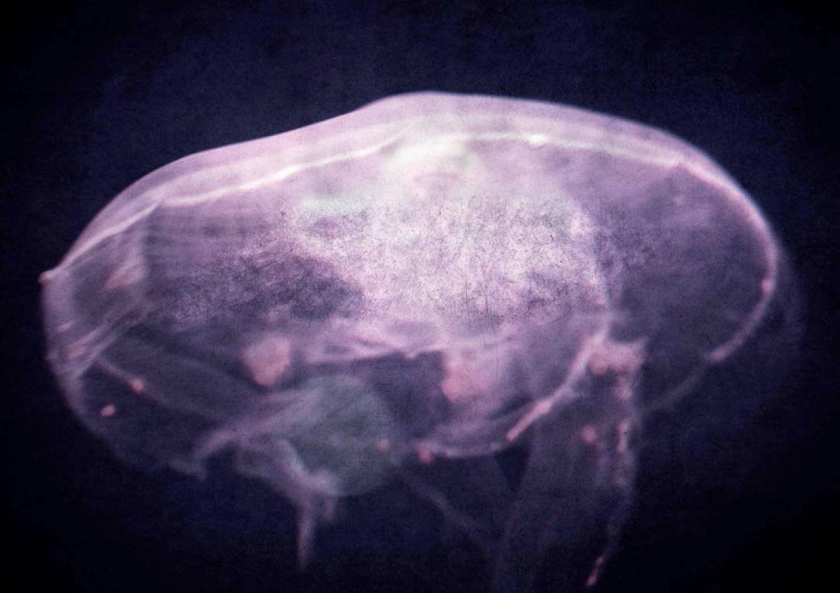 The Dreaming

A pink jellyfish floats through dark water

by Stuart Möller

Born in Kabul, part German and Anglo-Indian and having grown up all over the world,
Stuart Möller is a fine art photographer whose images are often characterised by a