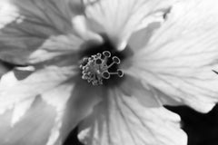 Grande fleur blanche imprimée en édition limitée signée