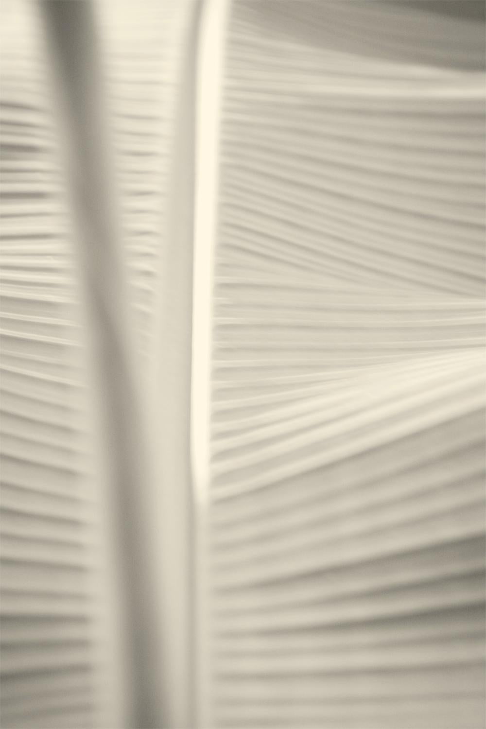 'White Leaf' (Feuille blanche)   Impression pigmentaire d'art surdimensionnée signée - Édition limitée