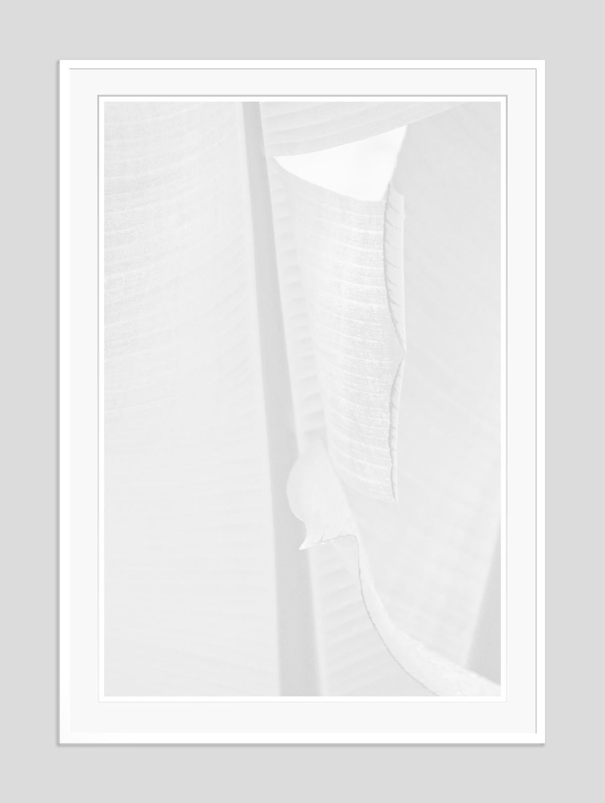 Feuille blanche - Whiting  Impression surdimensionnée signée édition limitée  - Photograph de Stuart Möller