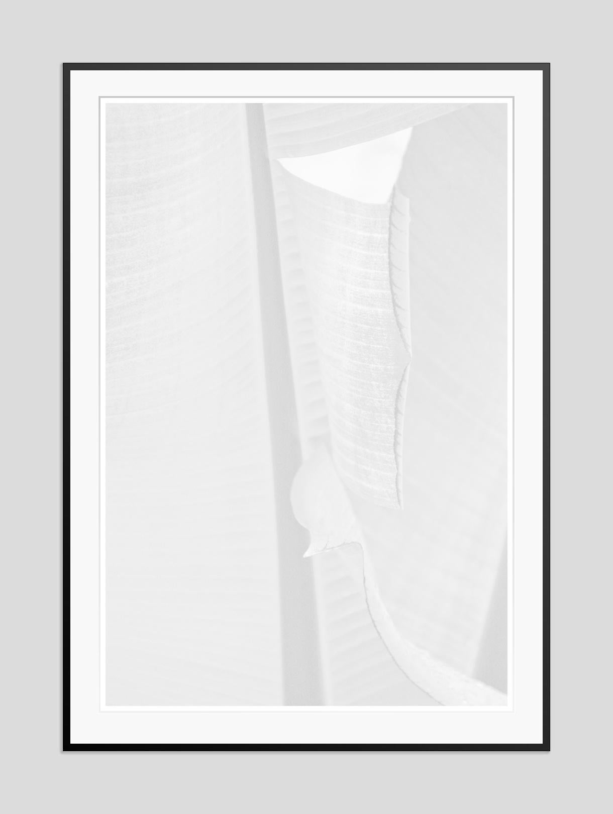 Feuille blanche - Whiting  Impression surdimensionnée signée édition limitée  - Moderne Photograph par Stuart Möller