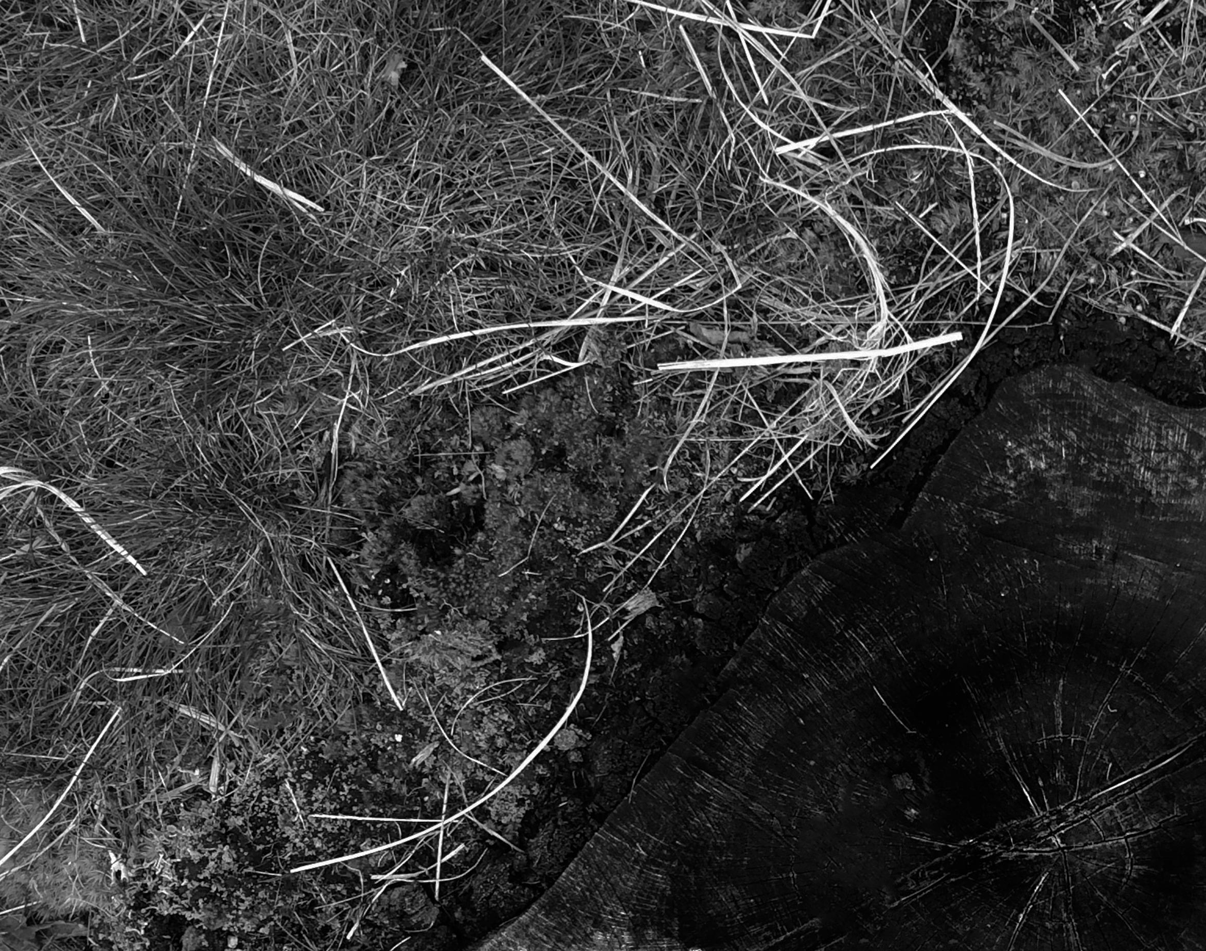 Wood Cut - Signed Limited Edition - Photograph by Stuart Möller