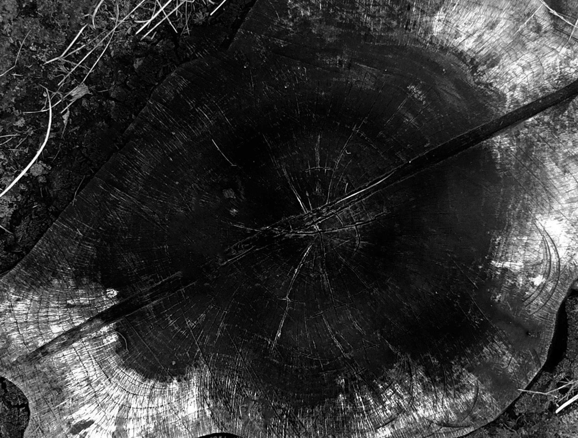 Wood Cut - Signed Limited Edition - Abstract Photograph by Stuart Möller