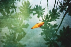 'Yellow Leaf'   Oversize Archival Pigment Print - Signed Limited Edition