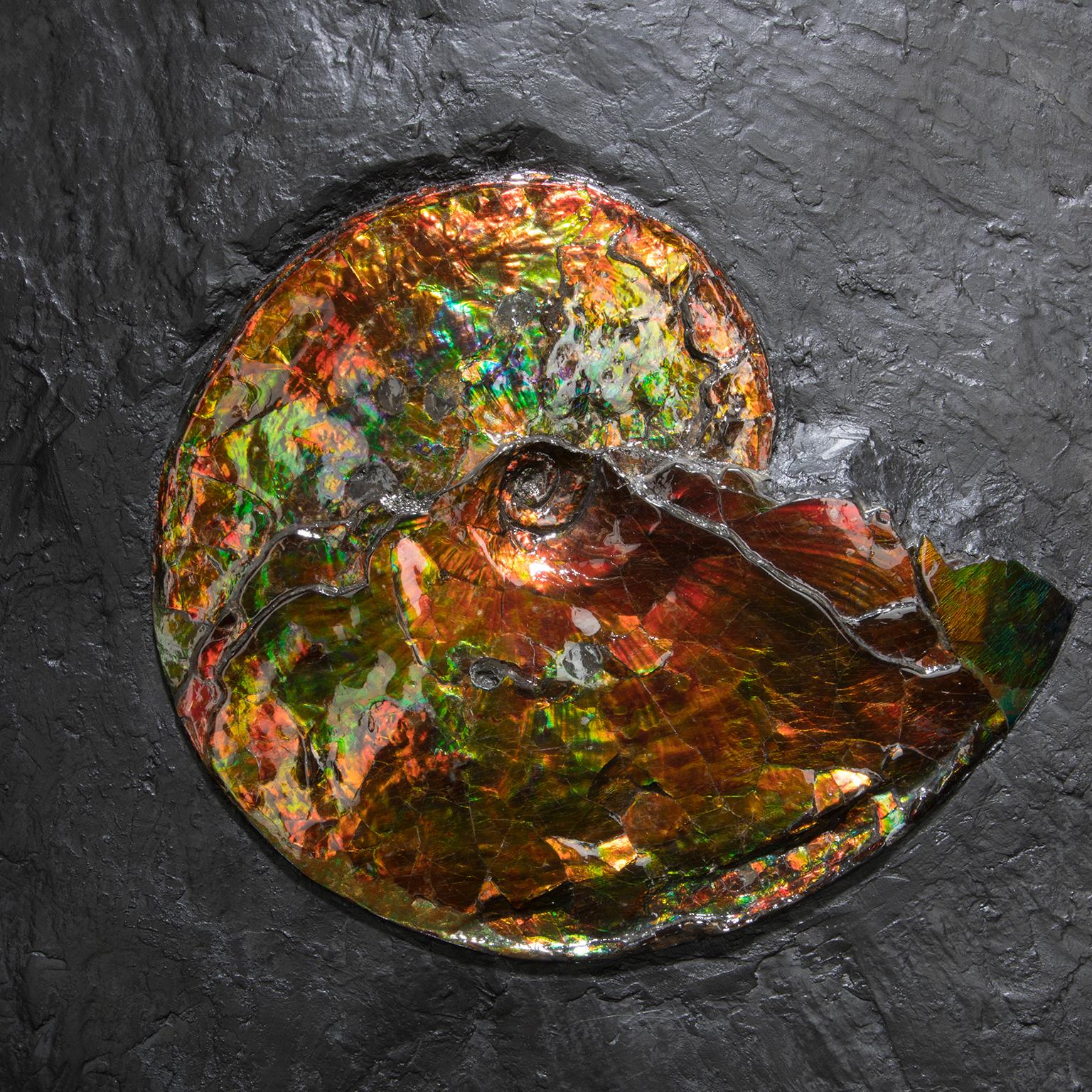 Modern Studio Greytak 'Ammonite on Bronze' Ammonite and Mirror Polished Bronze Wall Art For Sale