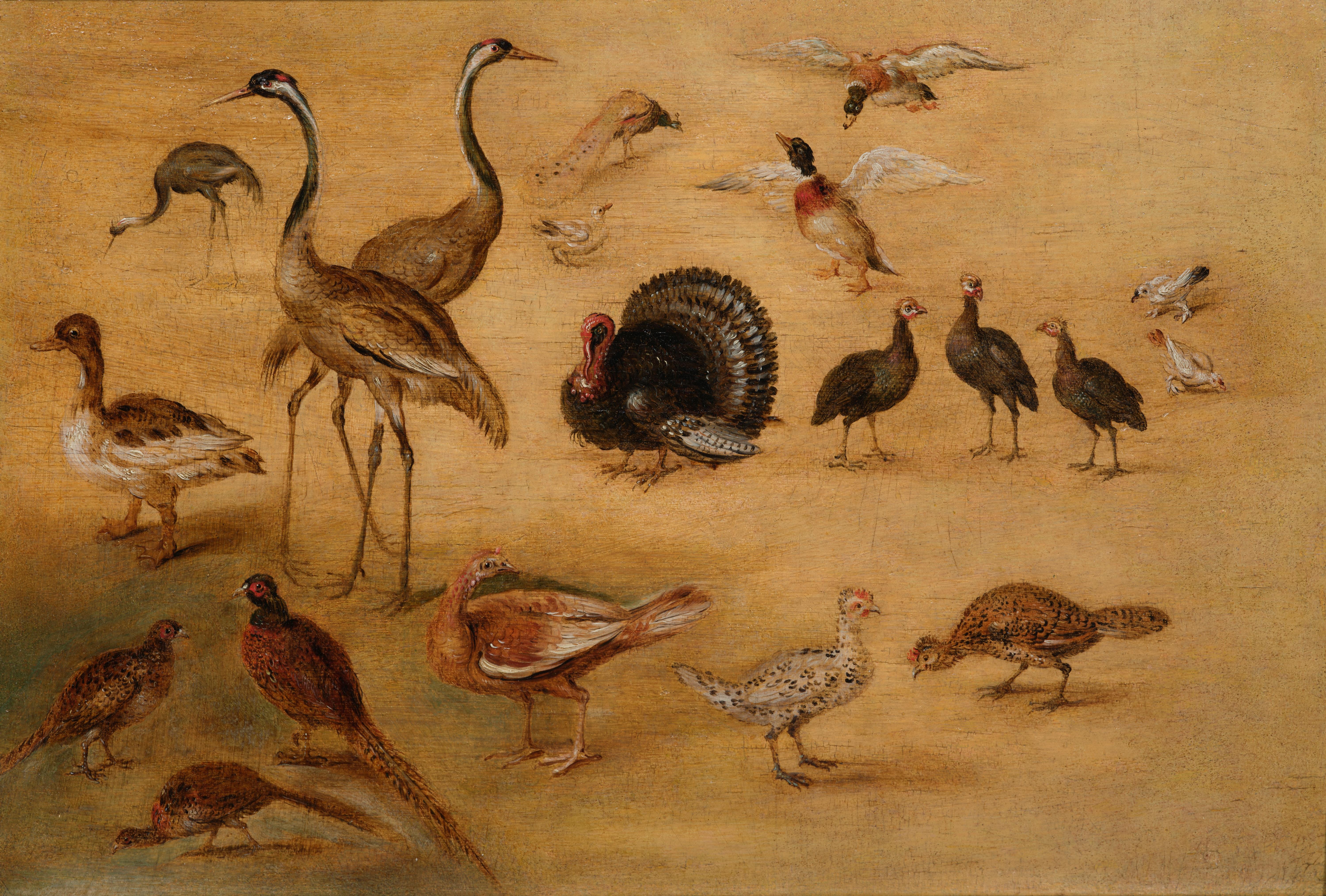 Estudio de ave, pintura sobre tabla del Estudio de Jan Brueghel el Joven - Painting de Studio of Jan Brueghel the Younger