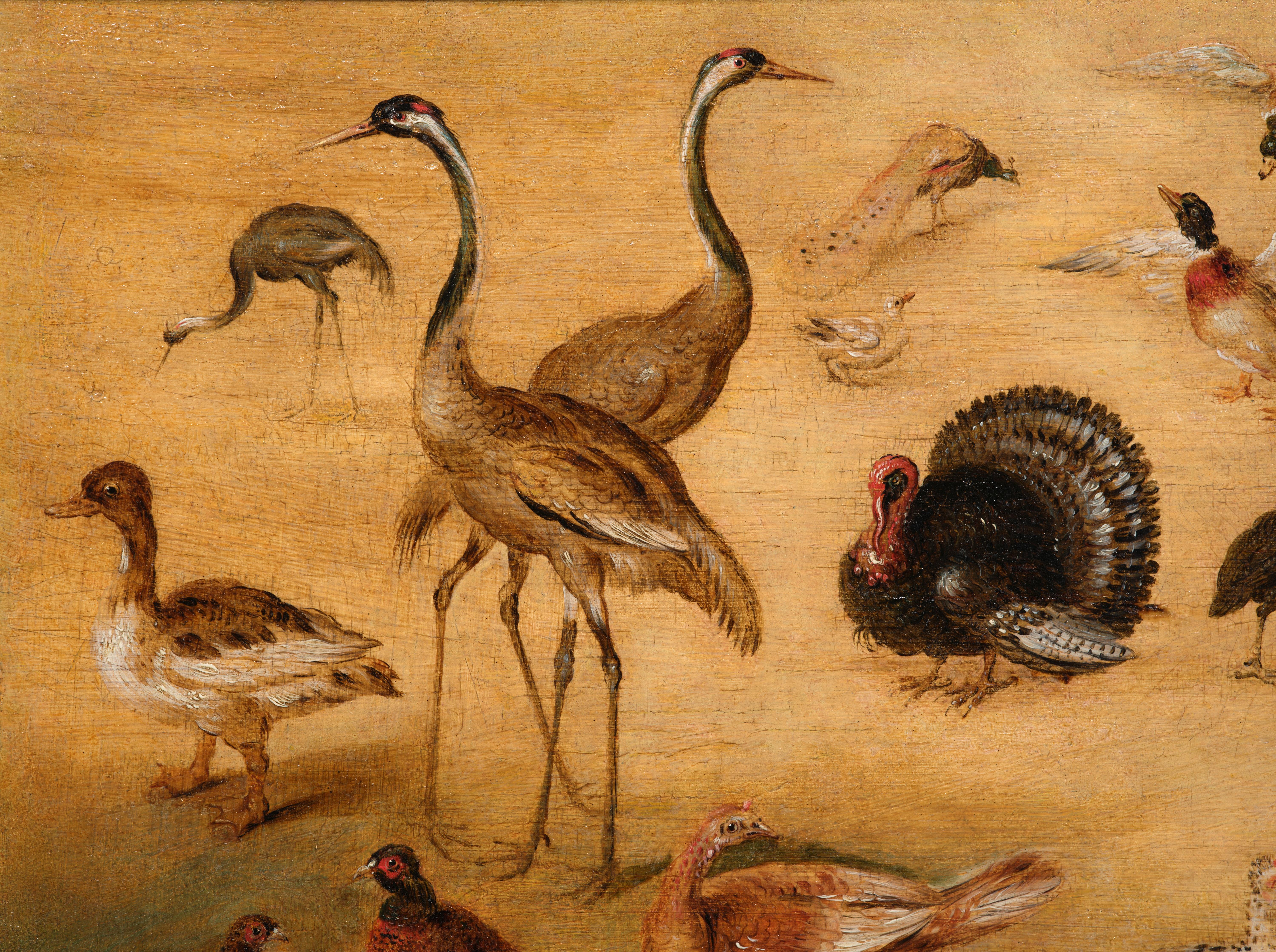 Estudio de ave, pintura sobre tabla del Estudio de Jan Brueghel el Joven - Painting Antiguos maestros de Studio of Jan Brueghel the Younger