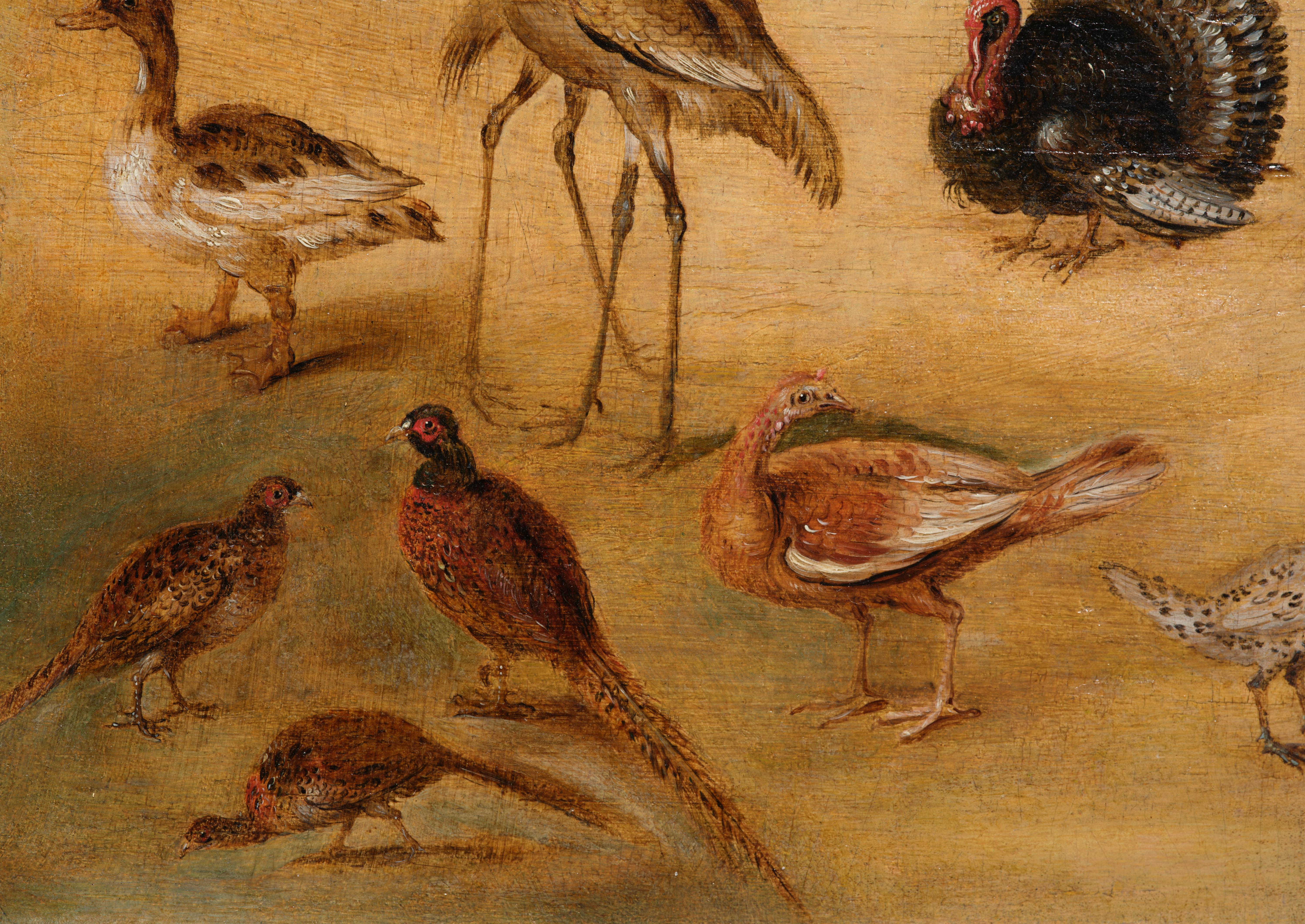 Estudio de ave, pintura sobre tabla del Estudio de Jan Brueghel el Joven en venta 1