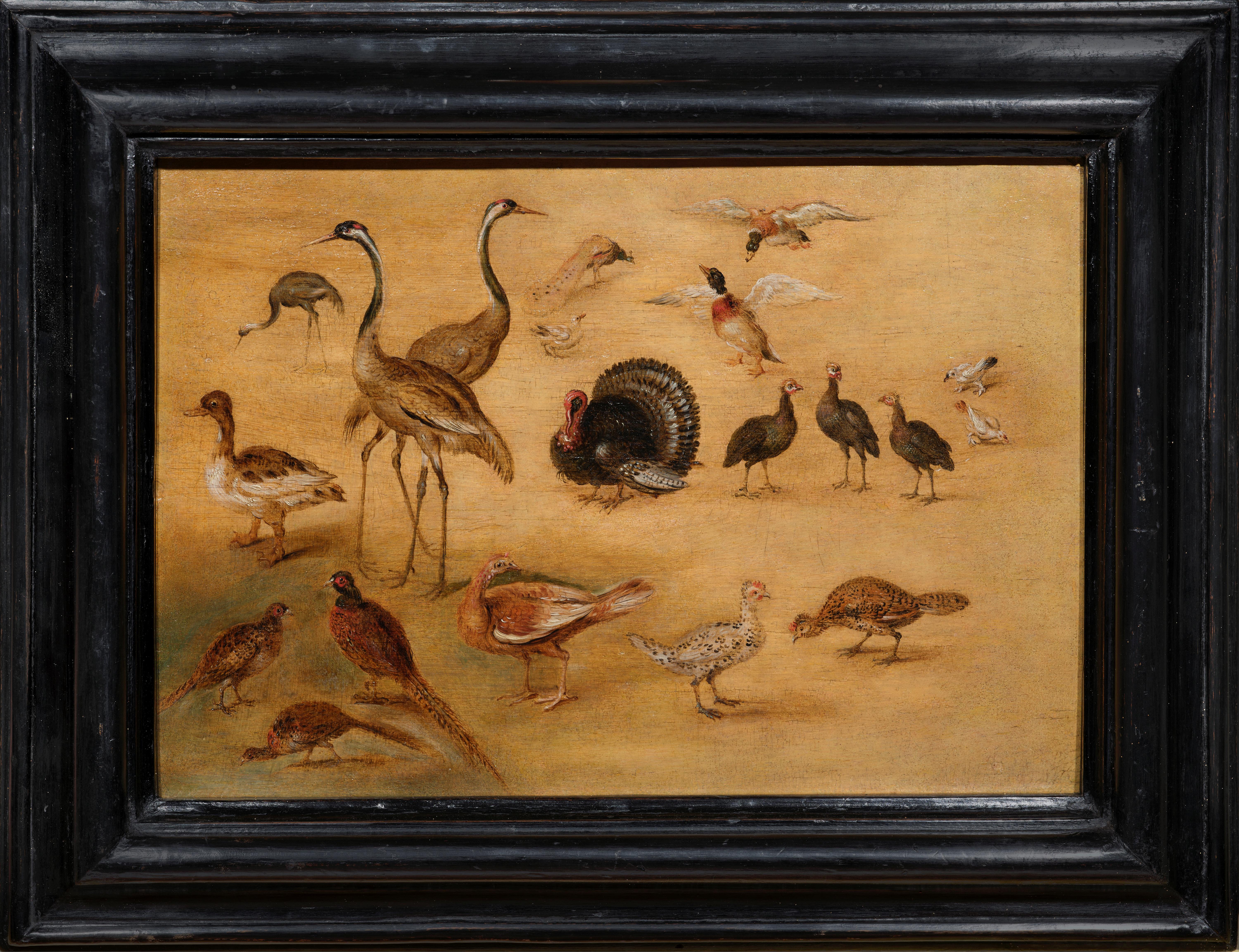 Animal Painting de Studio of Jan Brueghel the Younger - Estudio de ave, pintura sobre tabla del Estudio de Jan Brueghel el Joven