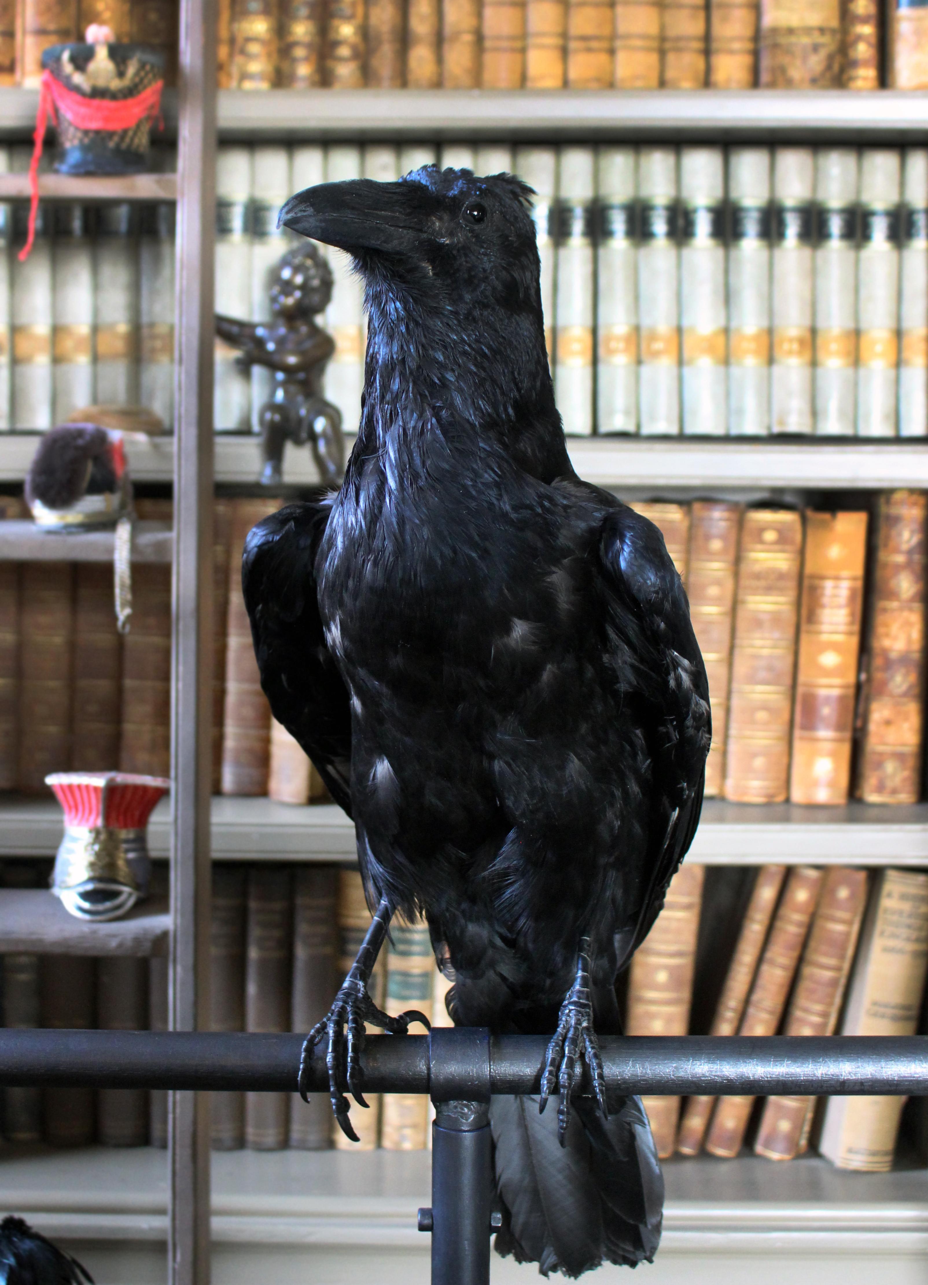 A taxidermy study of a black crow, is perched on a solid metal frame.

Please note, to legally buy from any country outside of the EU, any animal listed on Annex A or B needs an import or export certificate issued by apha.
 