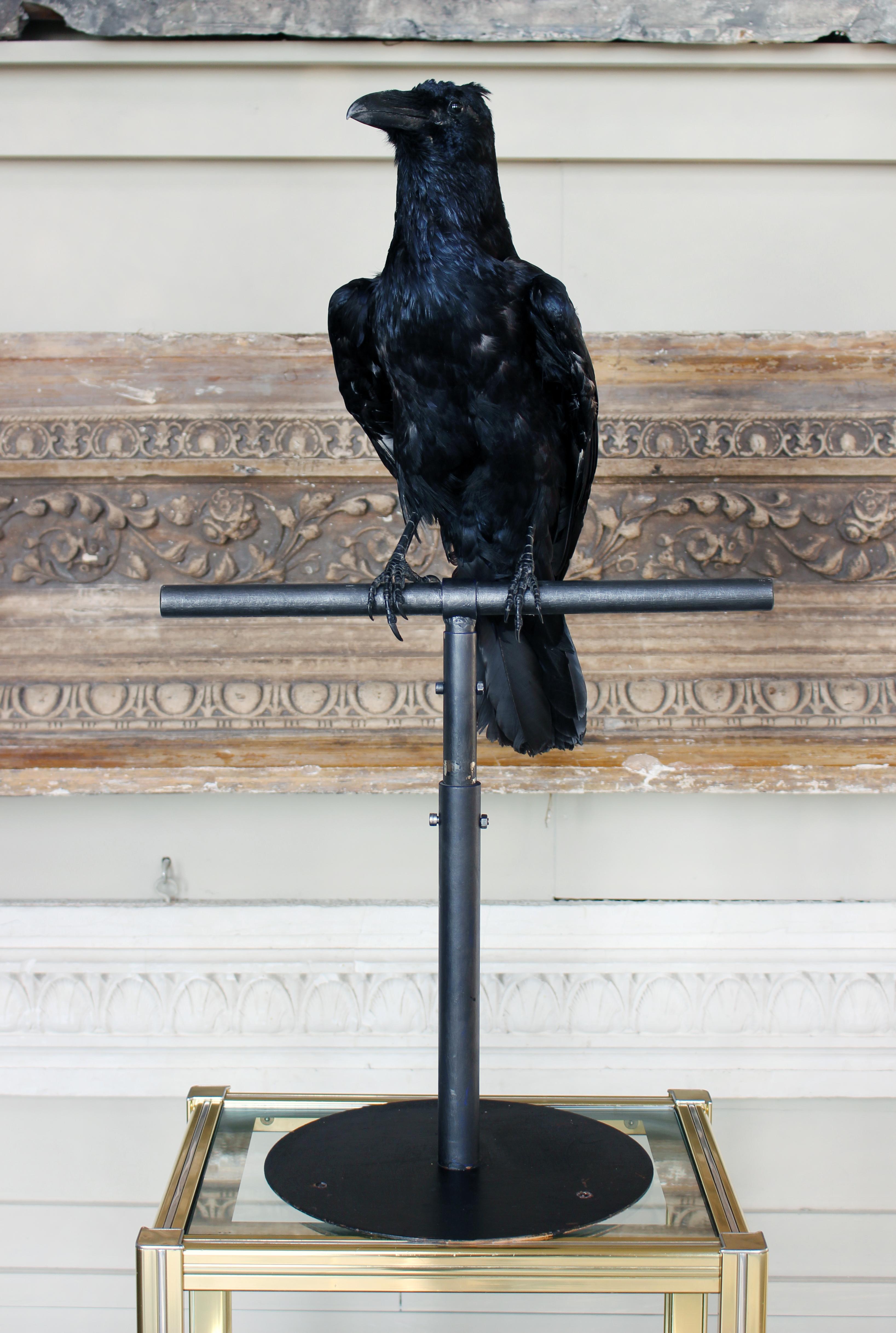 crow taxidermy for sale