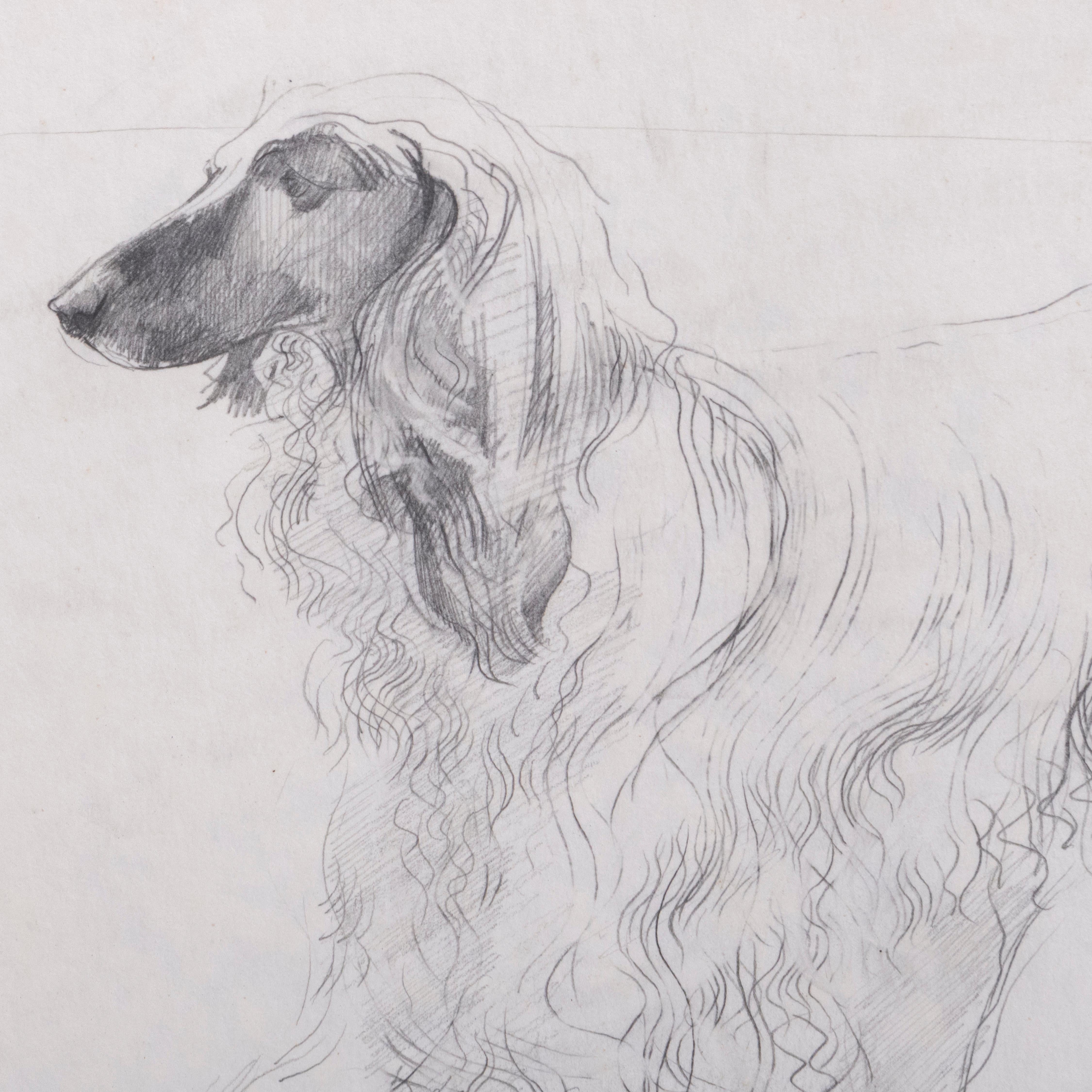 John W Mills (1933-2023) PPRBS ARCA FRSA

Study of Doris, the Afghan Hound.

Pencil on Paper

Signed and dated “83”