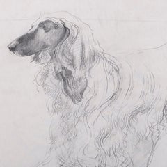 Study of Doris, the Afghan Hound, by John W Mills