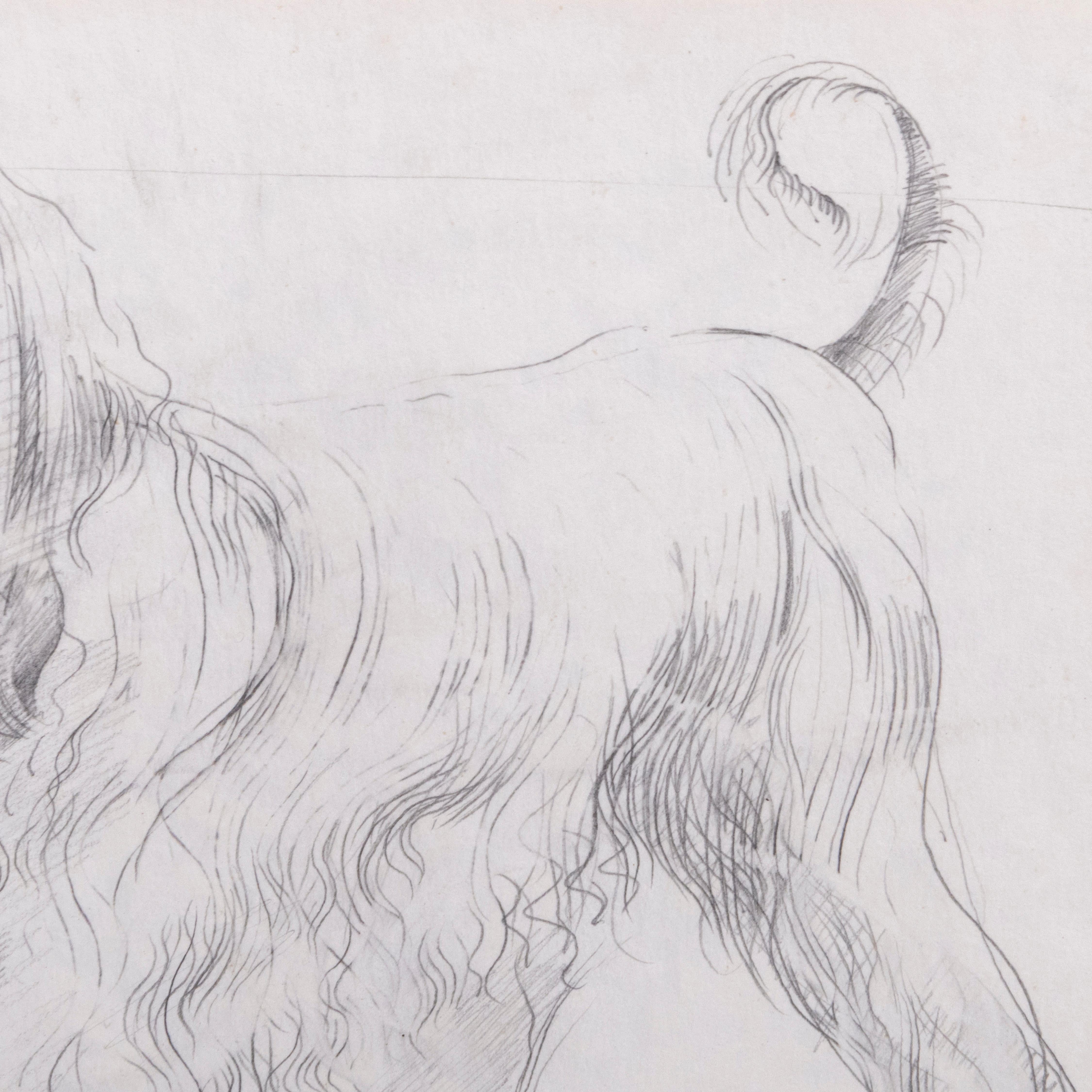 European Study of Doris, the Afghan Hound, by John W Mills For Sale
