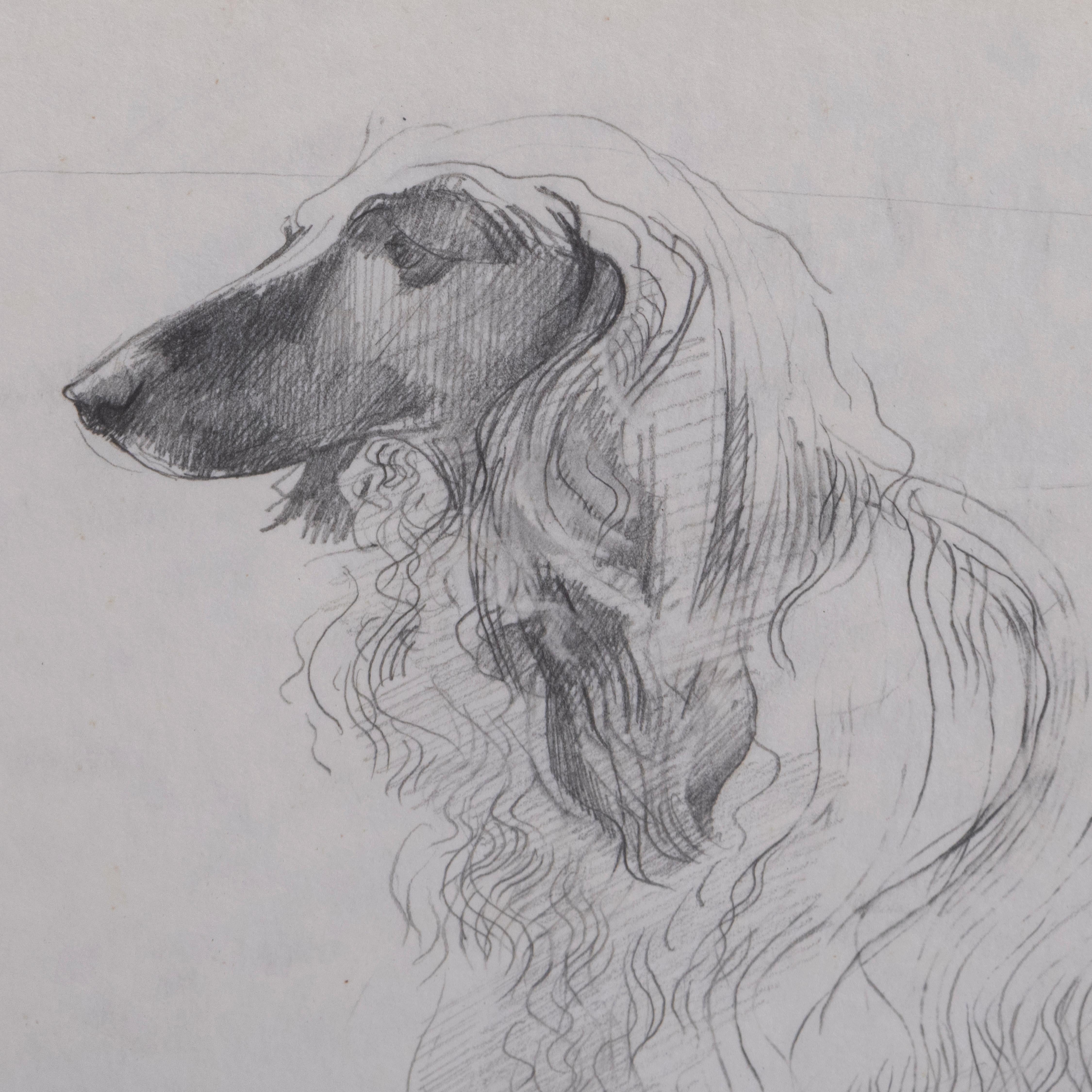 Paper Study of Doris, the Afghan Hound, by John W Mills For Sale