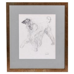 Vintage Study of Doris, the Afghan Hound, by John W Mills