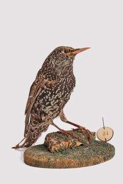 Stuffed bird, an european Starling (Sturnus vulgaris), Italy 1880.