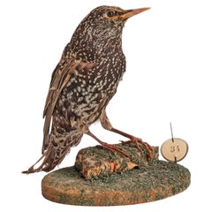 Stuffed bird, an european Starling (Sturnus vulgaris), Italy 1880.