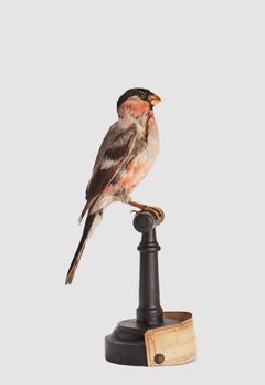 Stuffed bird, Bullfinch (Pyrrhula pyrrhula), Italy 1880.
