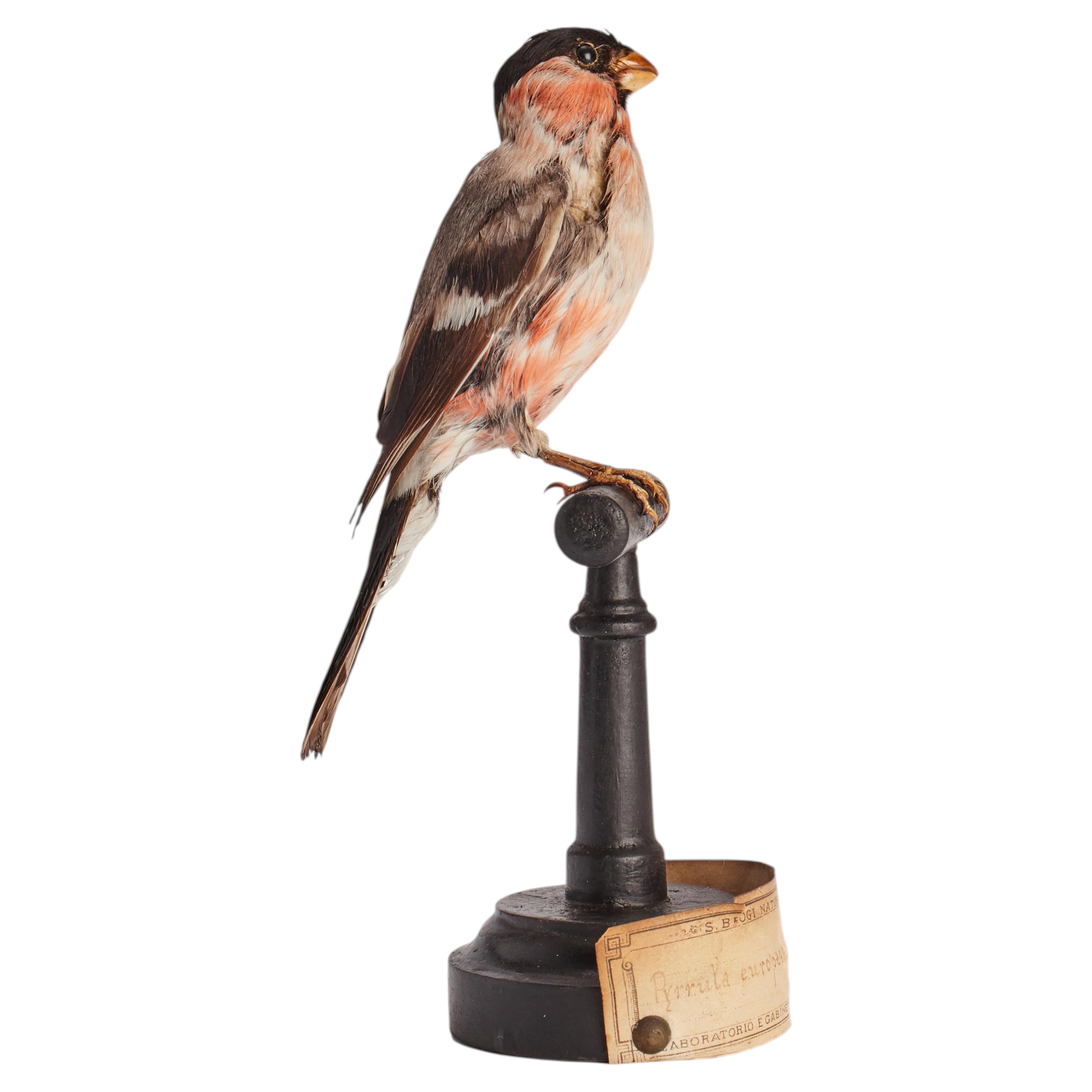 Stuffed bird, Bullfinch (Pyrrhula pyrrhula), Italy 1880.
