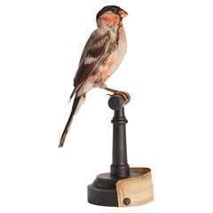 Stuffed bird, Bullfinch (Pyrrhula pyrrhula), Italy 1880.